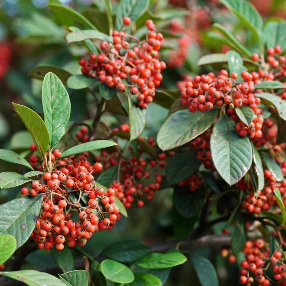 Teppichmispel, Herbstblumen Winterhart Bodendecker Cotoneaster Dammeri, Für Sonnige Plätze Schnell Wachsende Sträucher Blumensamen Bio Bodendecker 20Samen