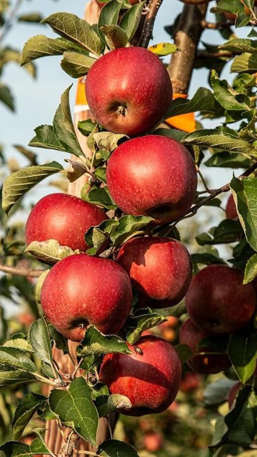 Apfelbaum Abbondanza Rossa – Antike Sorte, Topf Ø 20 Cm, Höhe 150–170 Cm, Alter: 2 Jahre – Italienische Baumschule