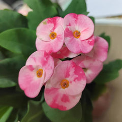 Christusdornsamen, Mehrjährig Winterhart, Bio Hochbeete Für Garten, Bodendecker Exotische 100Pcs