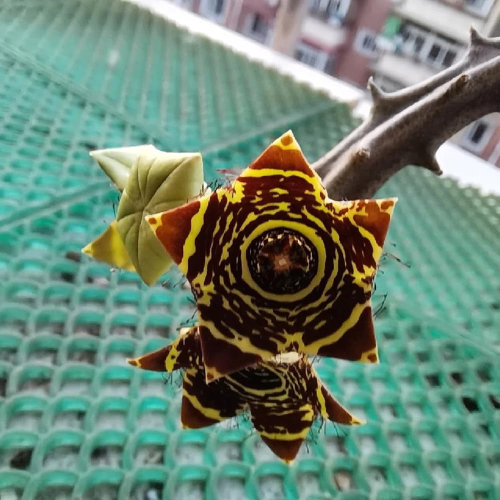 Stapelia - Kräuterpflanzen Balkongewächshäuser Wohnzimmer Deko Pflegeleichte Zimmerpflanzen Blumensamen Für Sonnige Plätze Grünpflanzen Dekopflanzen Bio Exotische Sukkulenten 10Samen