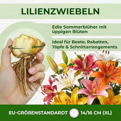 Lilien Zwiebeln Winterhart Mehrjährig - Orientalische Kollektion - 15 Stück - Mehrjährige Blumenzwiebeln aus Holland - Für Garten und Topf (große Knollen, kein Samen, nicht künstlich)