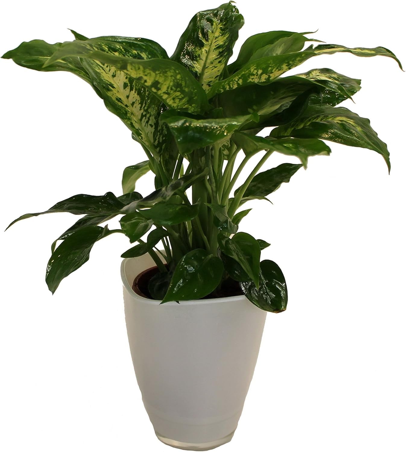 Dieffenbachia Mit Dekotopf, Weiß, Zimmerpflanzen