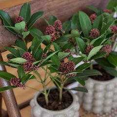 Skimmia, Balkonpflanzen Winterhart Mehrjährig Skimmia Japonica Rubella, Balkonpflanzen Blumensamen Seltene Sträucher Garten 50Samen