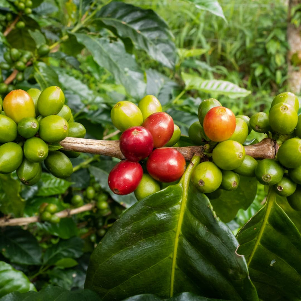 Roasters Pick Espresso Blend - 100% Arabica, ganze Bohne - vielschichtige Röstung - frisch in Berlin geröstet - 500g