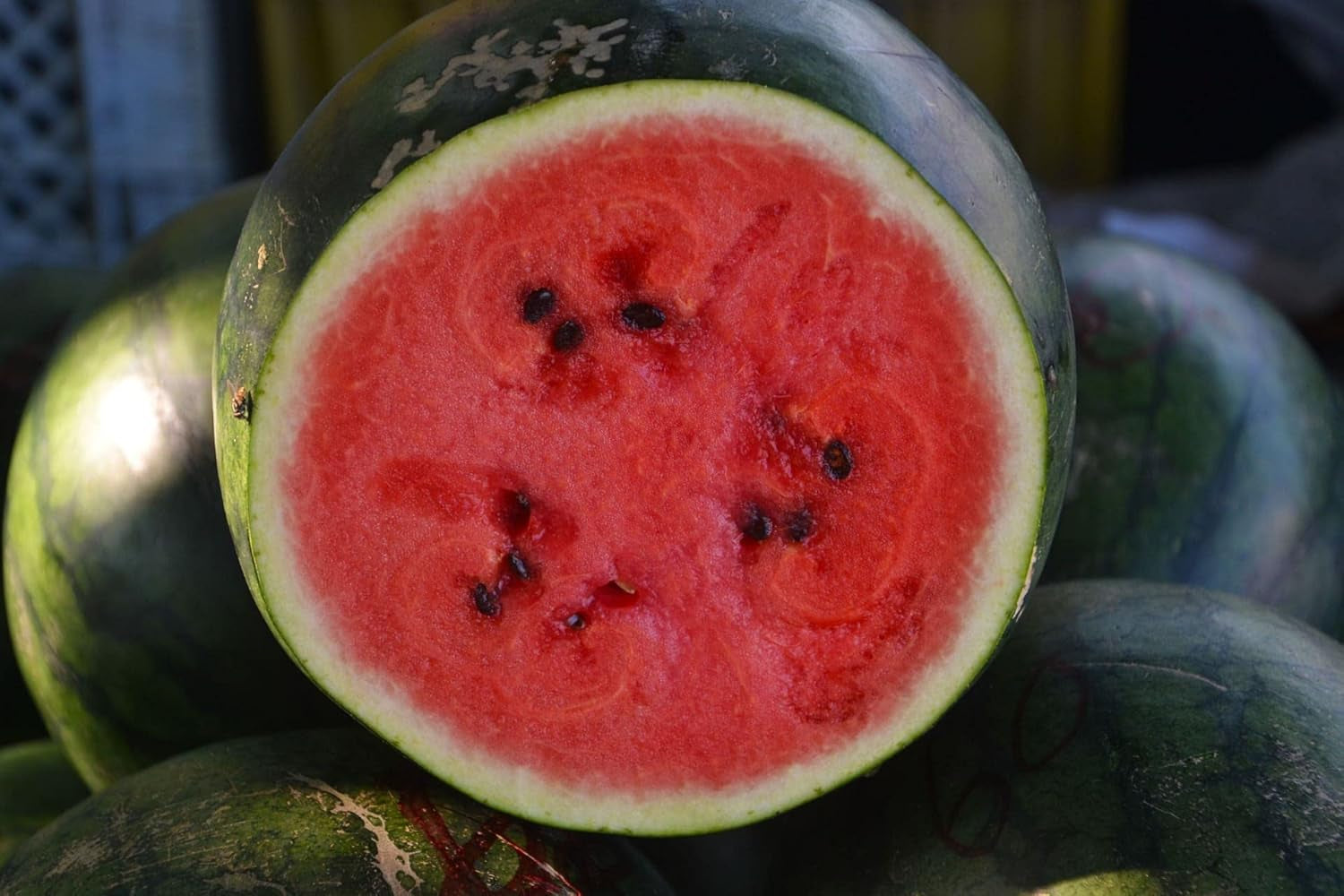 Lot Von 25 Wassermelonensamen Sugar Baby - Frucht Mit 20 Cm Durchmesser Von 2 Bis 3 K