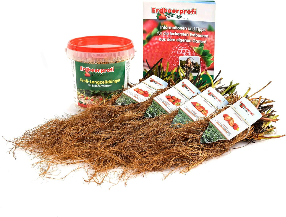Erdbeerpflanzen Anbau-Set: 20 Gemischte Erdbeerpflanzen Inkl. Dünger - Sorten: Daroyal, Korona, Amandine, Favori - Frigo-Erdbeeren Von Erdbeerprofi.De