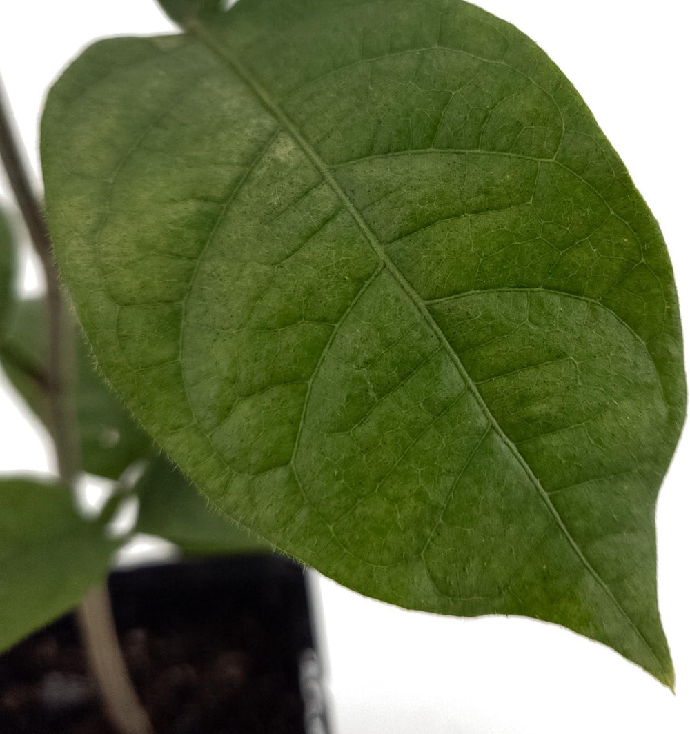 1 Eiscremebohne | Aus Samen Gezogen Im 9Cm Topf | Inga Edulis | Selten in Der EU | Südamerika | Affenschwanz-Inga | Joaquiniquil | Cuaniquil | Guama | Guaba | Zimmerpflanze