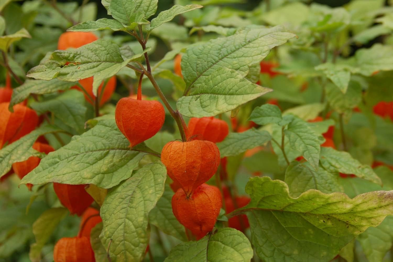 SAFLAX - Kapstachelbeere/Andenbeere - 100 Samen - Physalis Peruviana