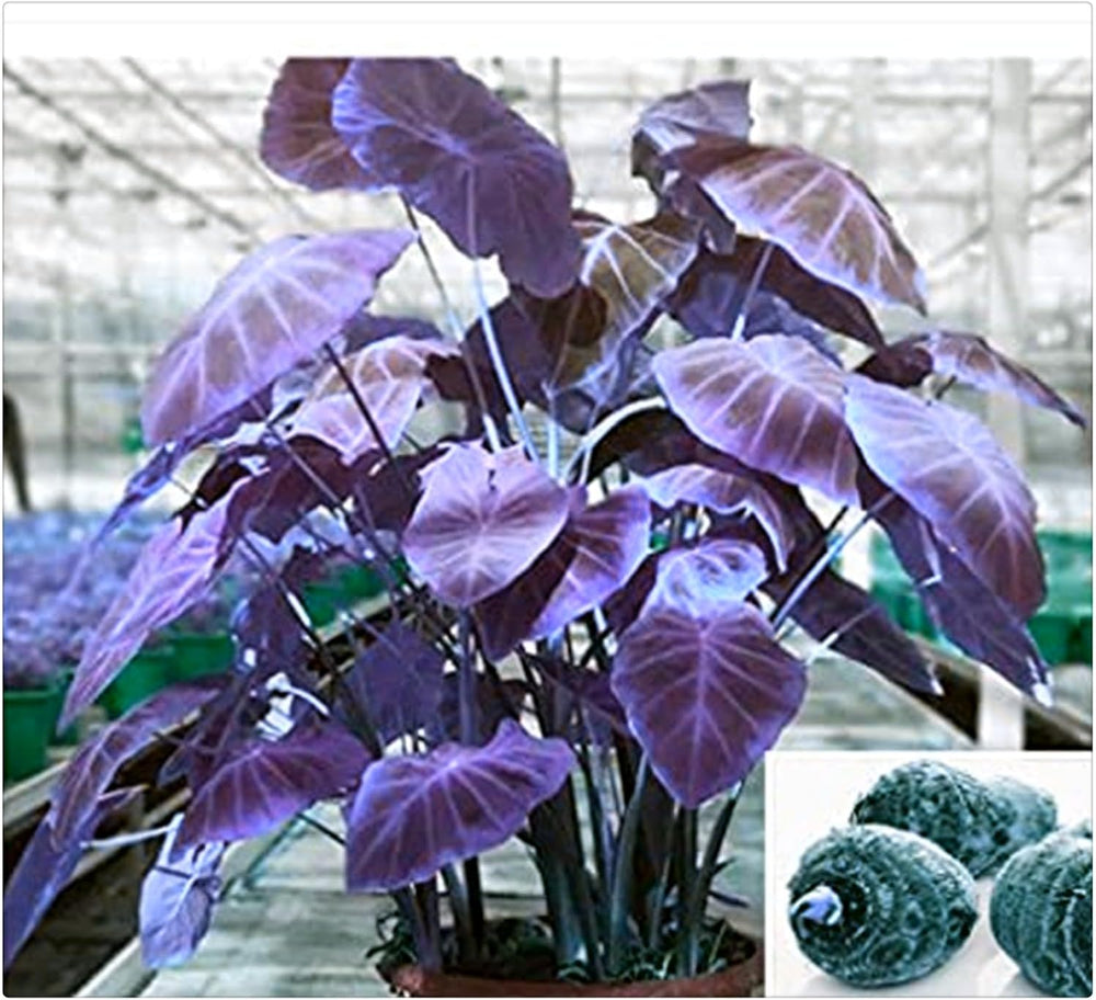 Lebende Pflanzen,Mehrjährige Blumenzwiebel ist winterhart, Winterhart pflanzen, Mysteriöse magische Glühbirne, Blumenzwiebel Mix-4 Oxalis Triangularis Blumenzwiebeln