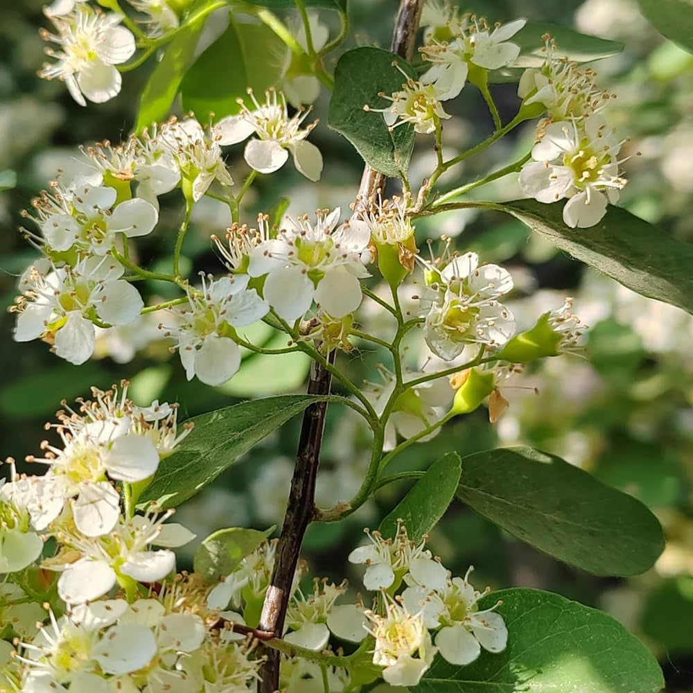 Teppichmispel, Alte Sorten Bodendecker Cotoneaster Dammeri, Zwergmispel, Balkonpflanzen Für Sonnige Plätze Herbstblumen Winterhart 70Samen