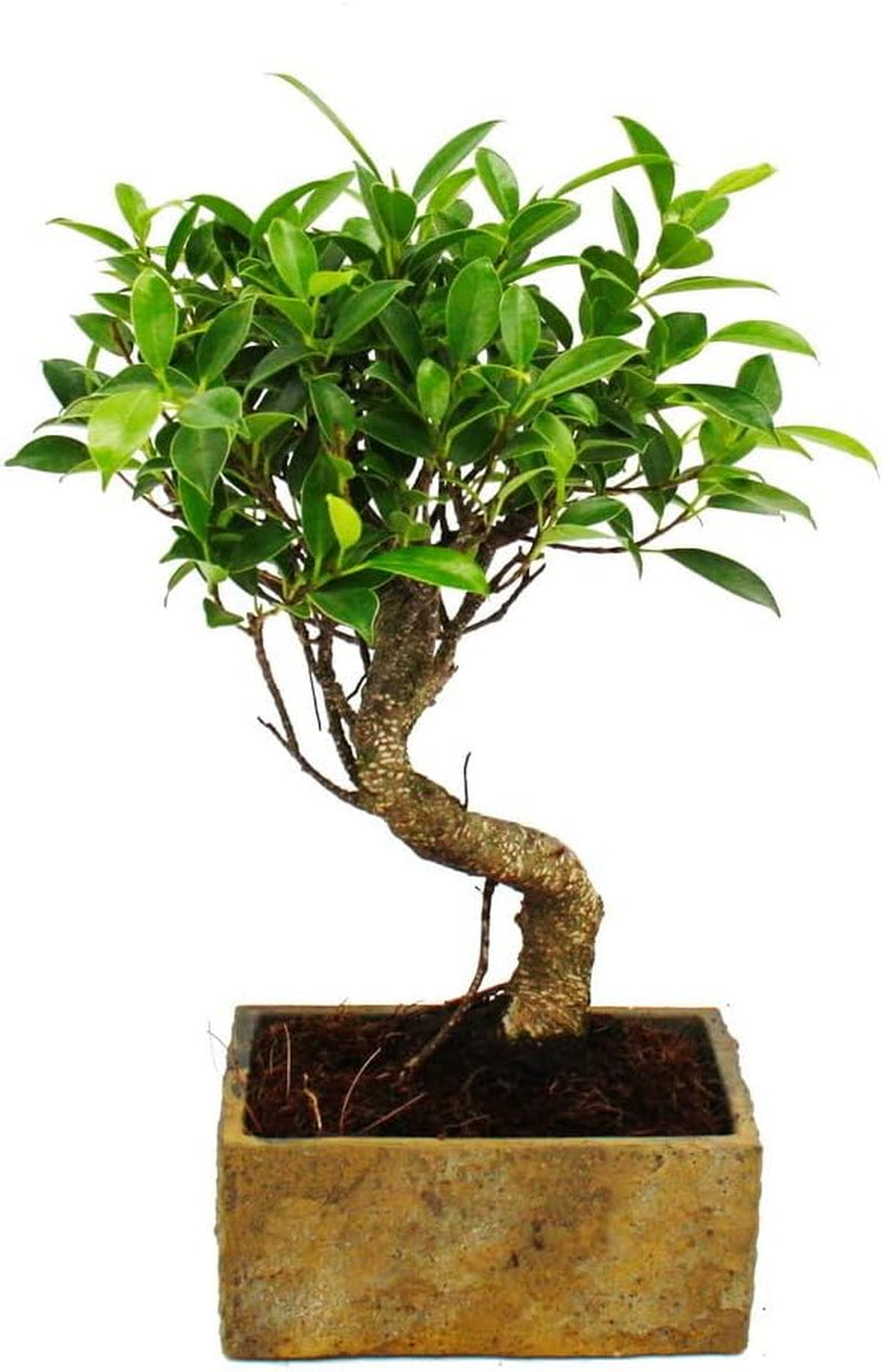Bonsai Fürs Zimmer - in Moderner Trendkeramik - Zimmerbonsai Ficus - 6 Jahre Alt - Steinoptik