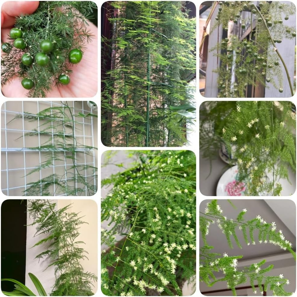 Asparagus Fern, Immergrüne Asparagus Setaceus, Balkongewächshäuser Topfpflanzen Draußen Winterhart Spargelfarn Alte Sorten Wohnzimmer Deko 85Samen