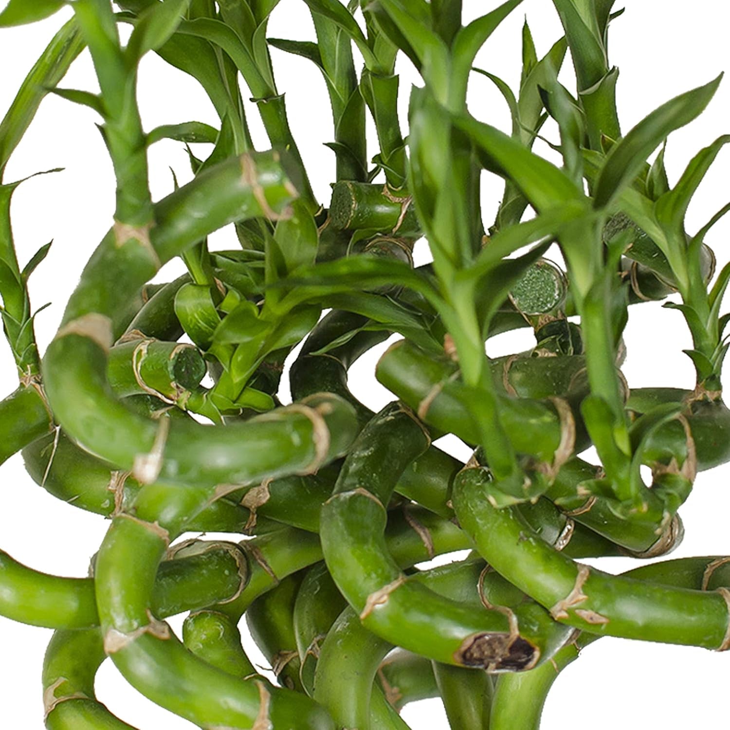 5X Lucky Bamboo Glücksbambus - 50Cm GEDREHT - Spiral in Verschiedenen Groessen - Zimmerbambus Gluecksbambus Zimmer Deko Bam Boo Dracaena Sanderiana Zimmerpflanze