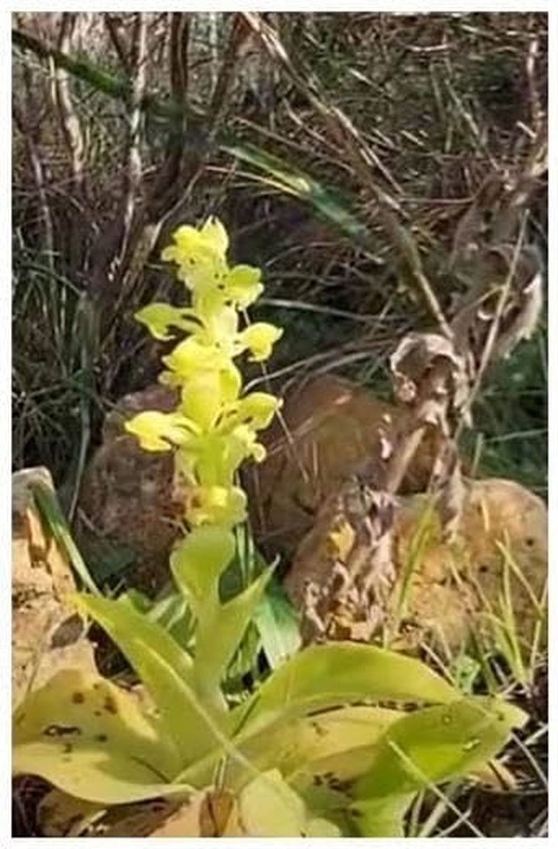 Stk - 20X Satyrium Odorum Orchidee Garten Zimmer Pflanzen - Samen B250 -
