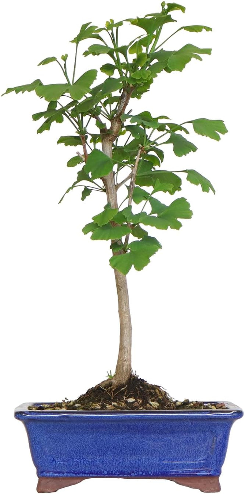 KENTIS - Ginkgo Biloba Bonsai - Natürliche Dekopflanze Für Draußen - H 40-50 Cm Keramiktopf Ø 21 Cm