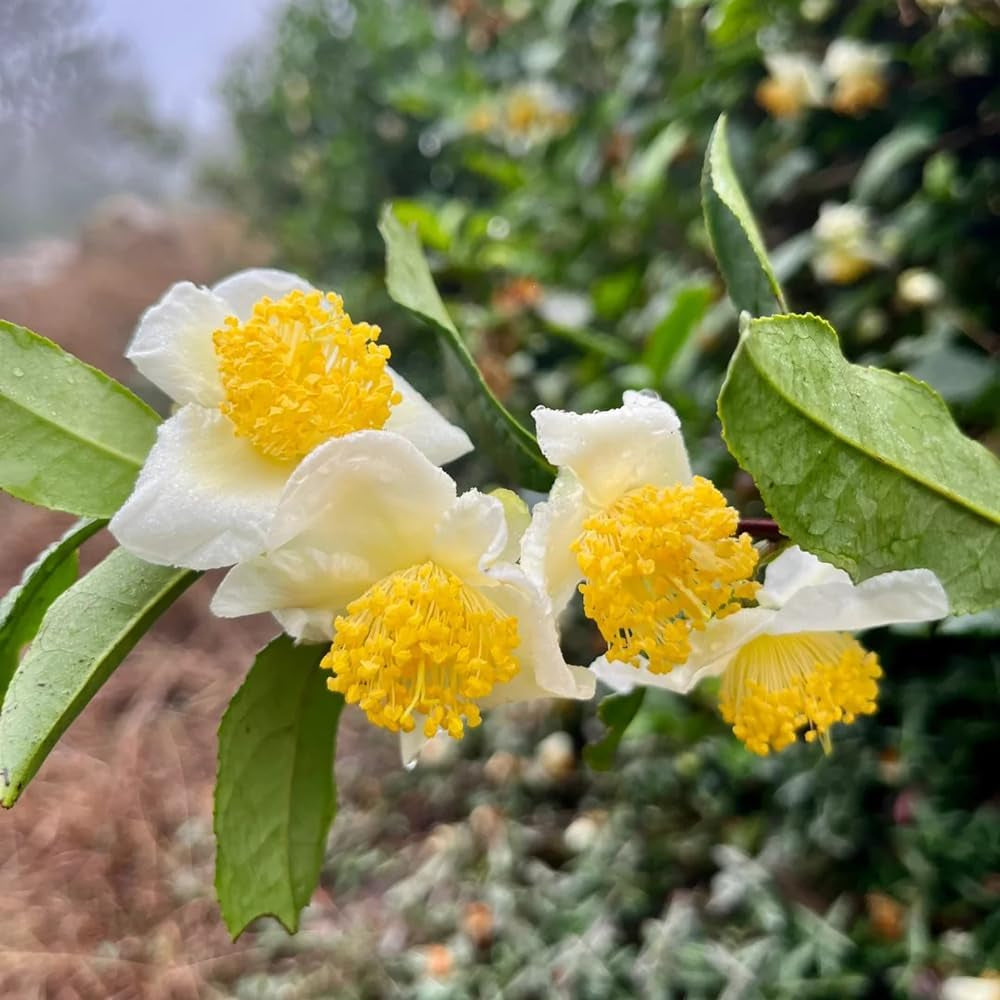 Grüner Tee - Teebaum - Zimmerbonsai Teepflanze Kaufen Gartenpflanzen Winterhart Mehrjährig Topfpflanzen, Schnell Wachsende 35Samen