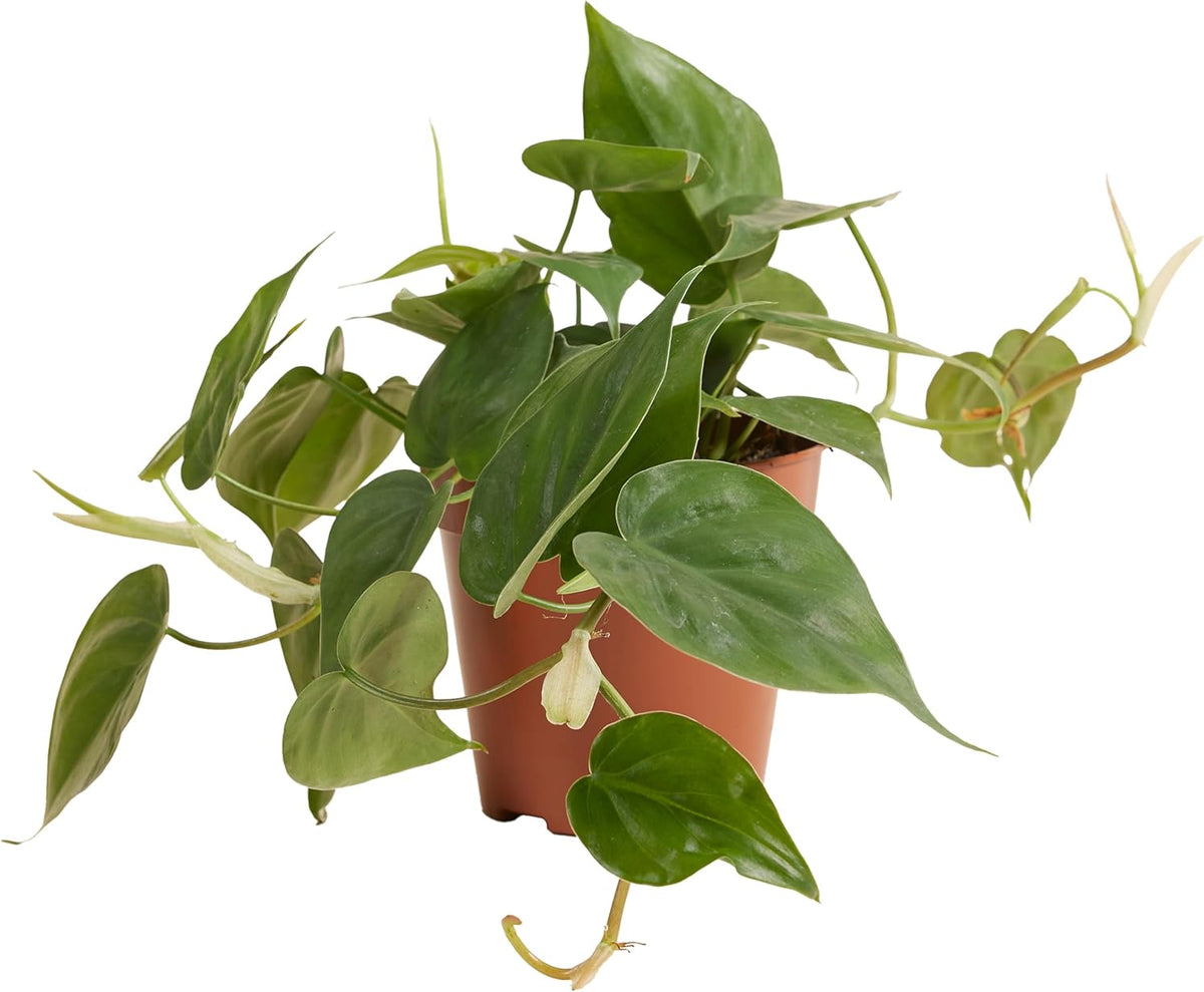 Bloomique - Philodendron Scandens - Hängepflanze - Auch Als Kletterpflanze Geeignet - Zimmerpflanzen - Luftreinigend - Pflegeleicht - 15-20 Cm Hoch - Topf 12 Cm