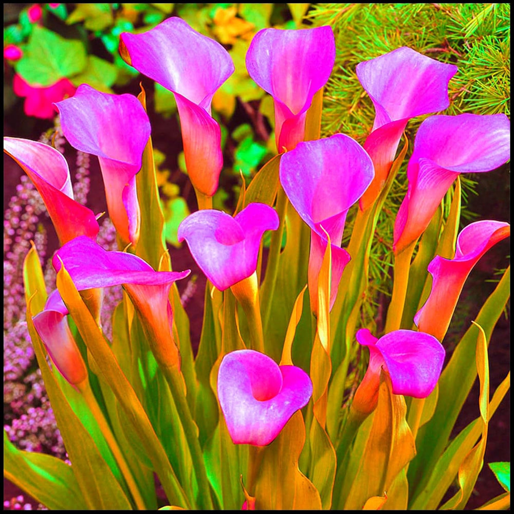 Mélange de bulbes de fleurs, ampoule magique mystère, plantation rustique, bulbe de fleurs vivaces résistant à l’hiver, bulbes rustiques - 3 bulbes d’orchidées