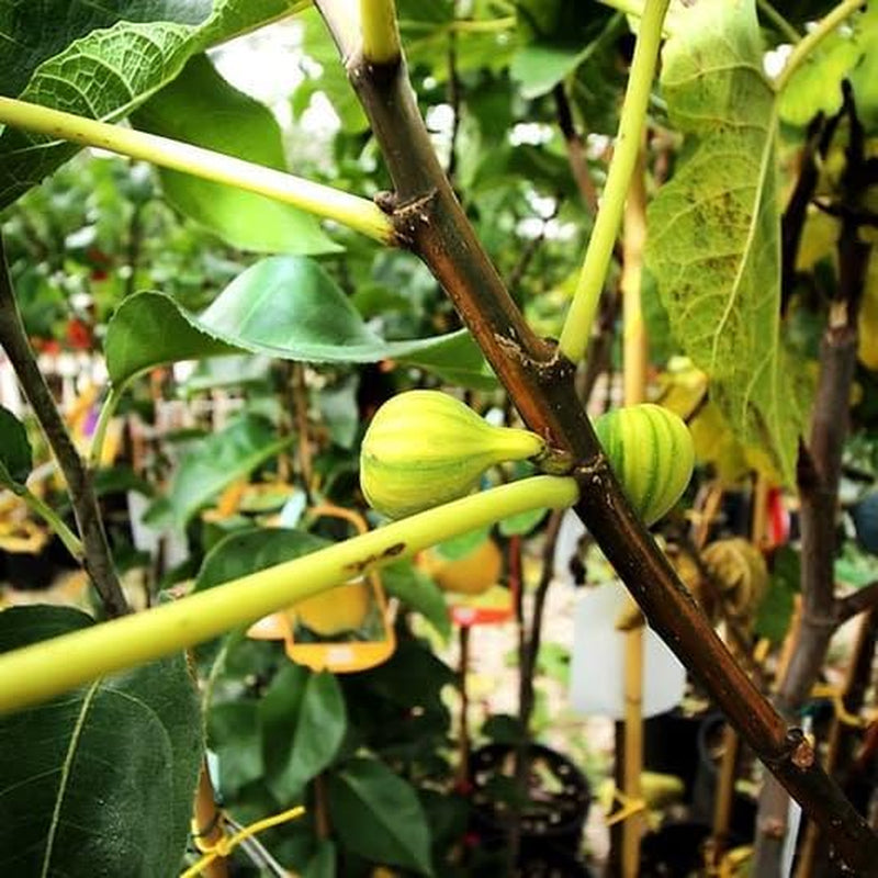 Feigenbaum Panascè – Obstpflanze Alte Sorte Topf Ø 26 Cm, Max. Wuchshöhe 180 Cm – Alter: 4 Jahre - Italienische Baumschule