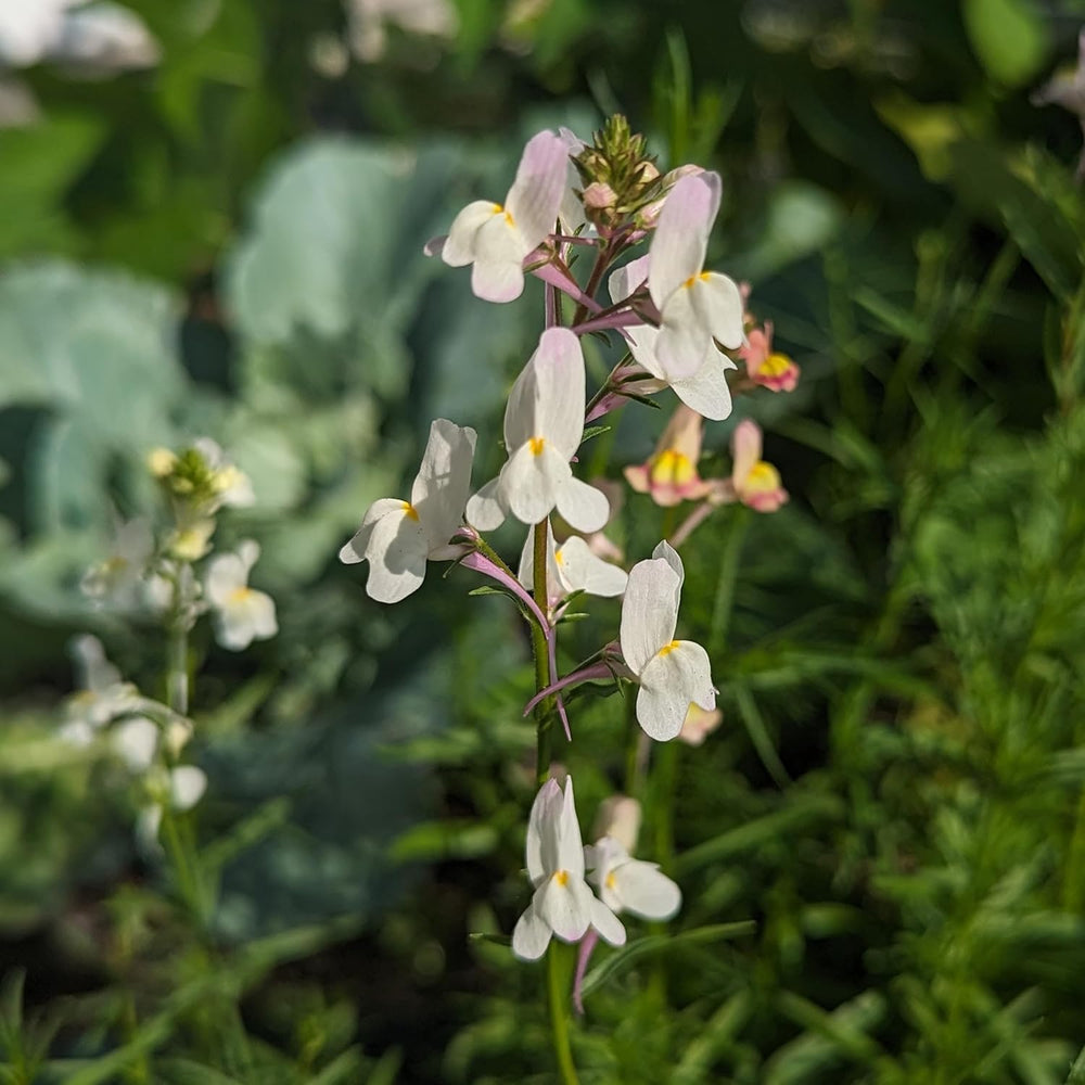 Lin marocain (Linaria maroccana) env. 2000 graines de fleur annuelle d'été, fleur coupée à longue floraison