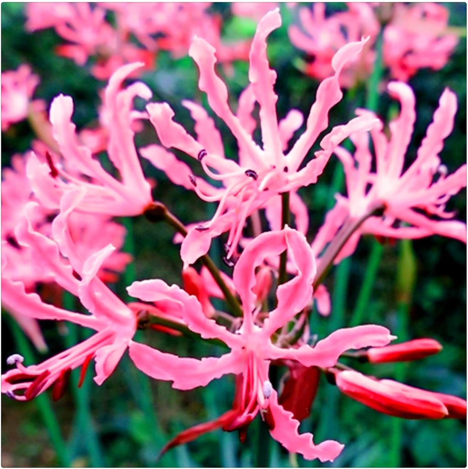 Lebende Pflanzen,Mehrjährige Blumenzwiebel ist winterhart, Winterhart pflanzen, Mysteriöse magische Glühbirne, Blumenzwiebel Mix-4 Oxalis Triangularis Blumenzwiebeln