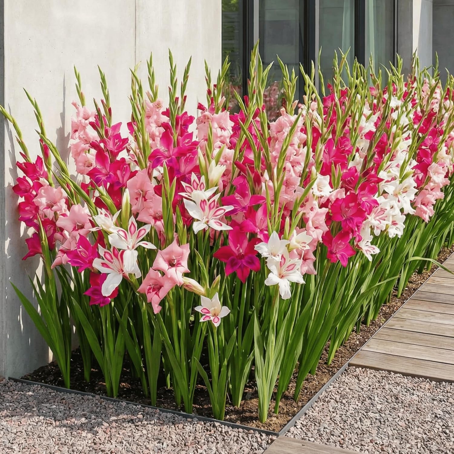 Gladiolen Zwiebeln Botanisch Nanus Kollektion (50 Blumenzwiebeln) | Exklusivmischung Pflanzen Aus Holland | 7 Sorten/Farben | Dekoration Für Garten, Balkon (Keine Samen, Nicht Winterhart)