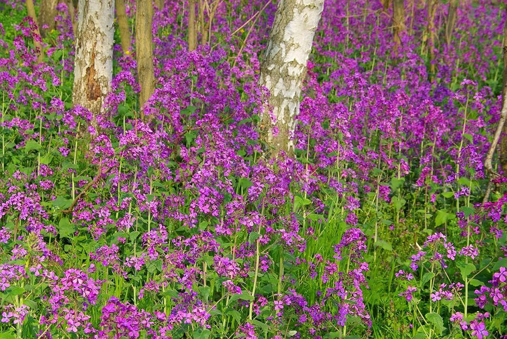 25 graines pour papes - Plante à fleurs de jardin antique - Graines reproductibles pour les agriculteurs, semi-sauvages