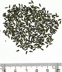 Batlle Gemüsesamen - Hellgrüner Römersalat (6400 Samen)