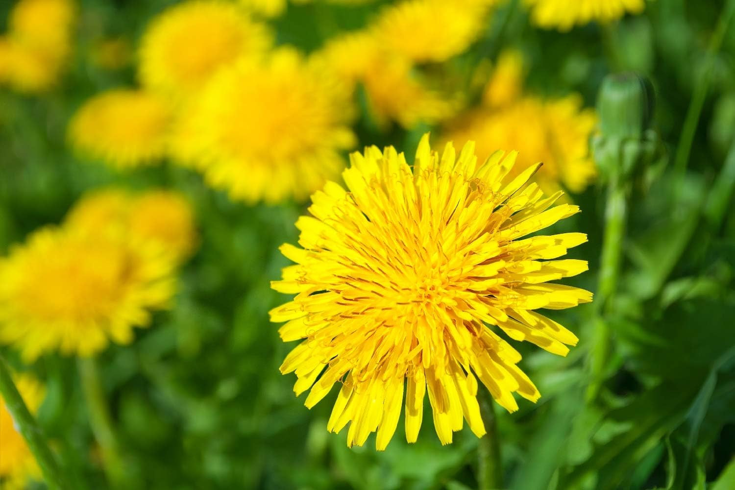 SAFLAX - BIO - Pissenlit - 400 graines - Taraxacum officinale