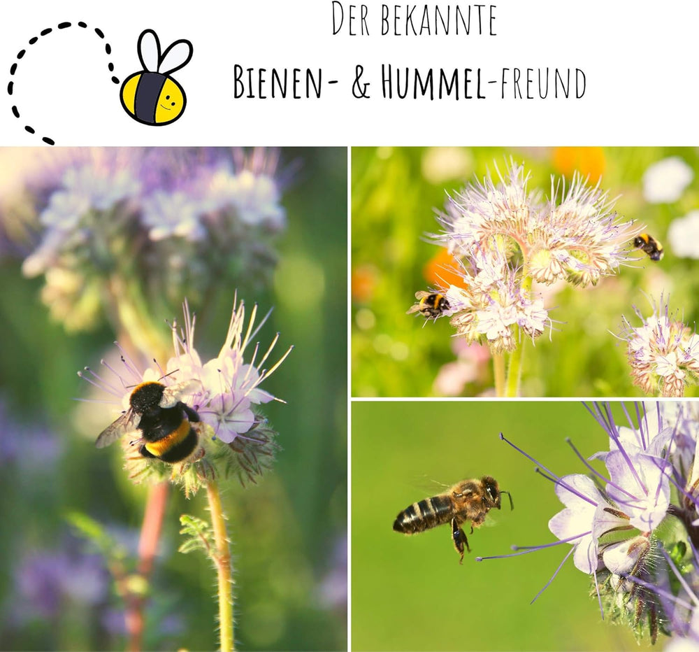 Phacelia Samen Bienenfreund (Phacelia Tanacetifolia) Als Ideale Beimischung Für Eine Bunte Bienenweide - Der Liebling Für Bienen & Schmetterlinge