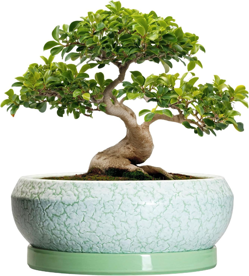 Ghiveci ceramic pentru bonsai, glazurat, puțin adânc, pentru plante suculente, cu orificiu de drenaj și farfurie din bambus pentru plante de apartament, 20,3 cm, maro