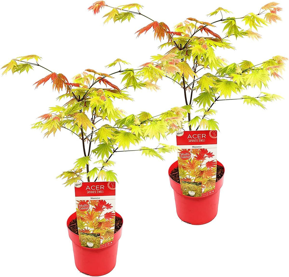 Bloomique - Acer Shirasawanum Moonrise - Japanischer Ahorn - Gartenpflanzen - Winterhart - 50-70 Cm Hoch - Topf 19 Cm