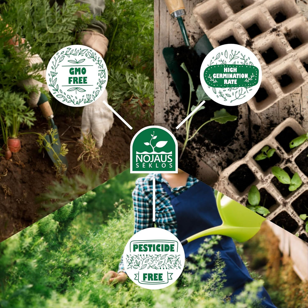 Nojus Lot de graines de fleurs – 10 variétés de graines de fleurs – Graines de fleurs de balcon – Graines de plantes colorées – 10 paquets – Graines de fleurs sauvages – Sachets de graines de fleurs – Cadeau idéal de graines de fleurs