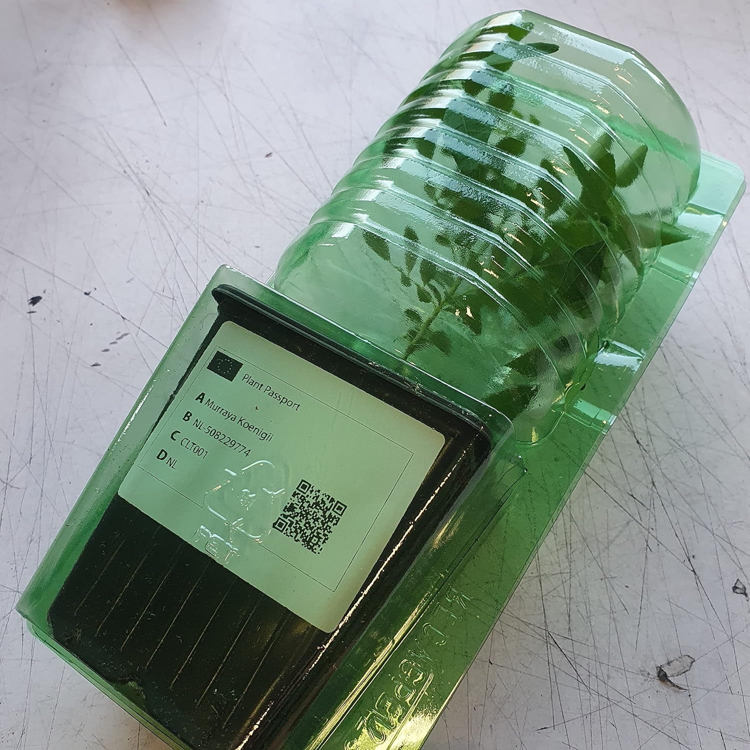 1 Baum au Curryblatt | Murraya Koenigii | Aus Samen gezogen | Selten dans l'UE | Cuisine indienne et sri lankaise | 10-15 cm de haut en 7 cm de haut | Plantes de curry | Bergera Koenigii