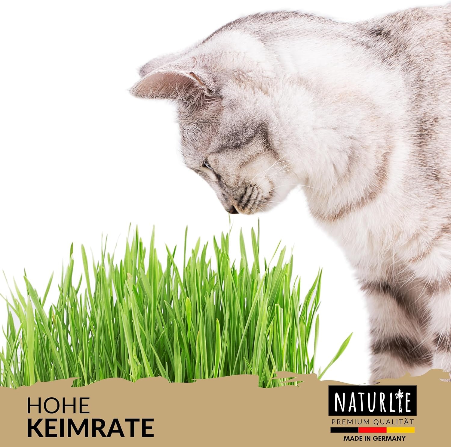 XXL 200G Premium Katzengras Samen Set: Saatgut Für 80 Töpfe Fertiges Katzengras - Saatgut Für Eine Sanfte/Weiche Katzenwiese - Premium Saatgut Für Deine Katze