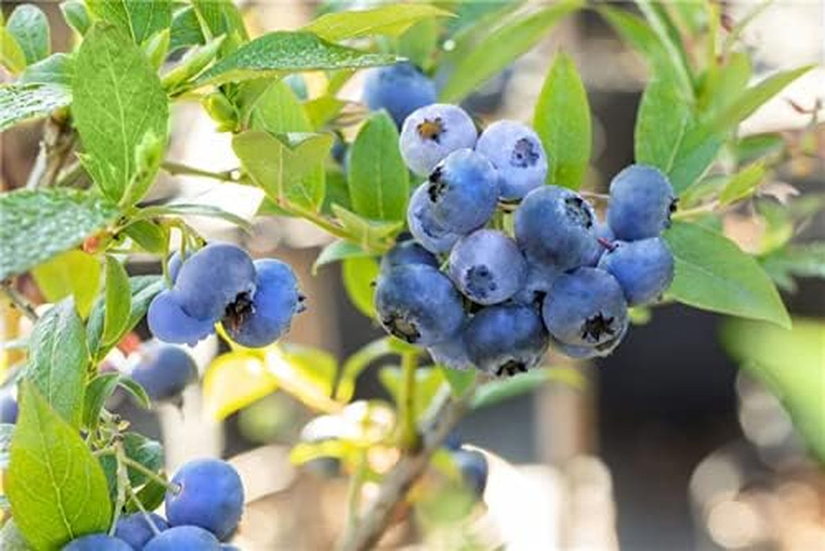 Heidelbeeren Pflanze, Trauben Heidelbeere Blaubeere Vaccinium Corymbosum, Ca. 60Cm Im Topf Gewachsen, Sehr Ertragreiche Sorte, Winterhart