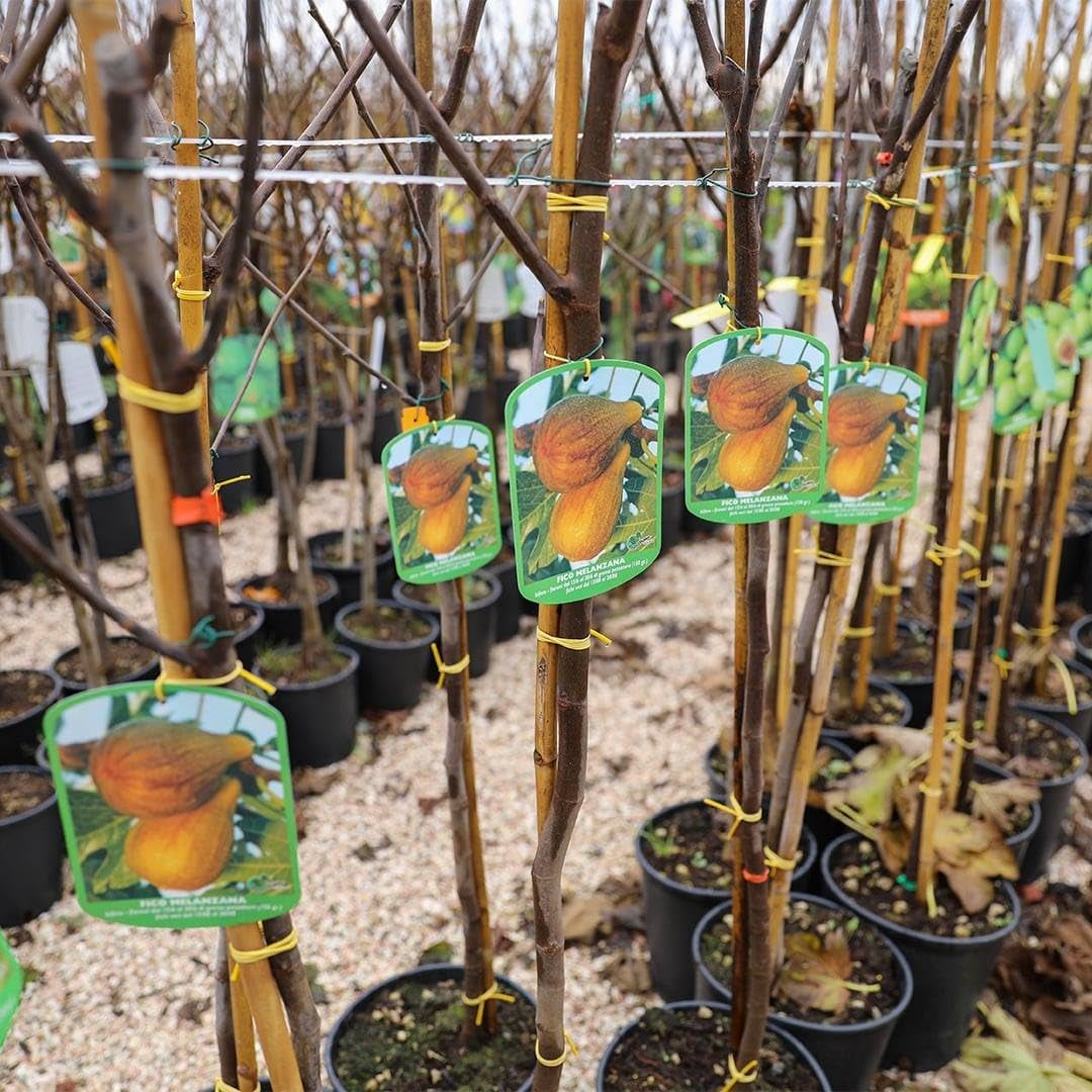 Feigenbaum Panascè – Obstpflanze Alte Sorte Topf Ø 26 Cm, Max. Wuchshöhe 180 Cm – Alter: 4 Jahre - Italienische Baumschule