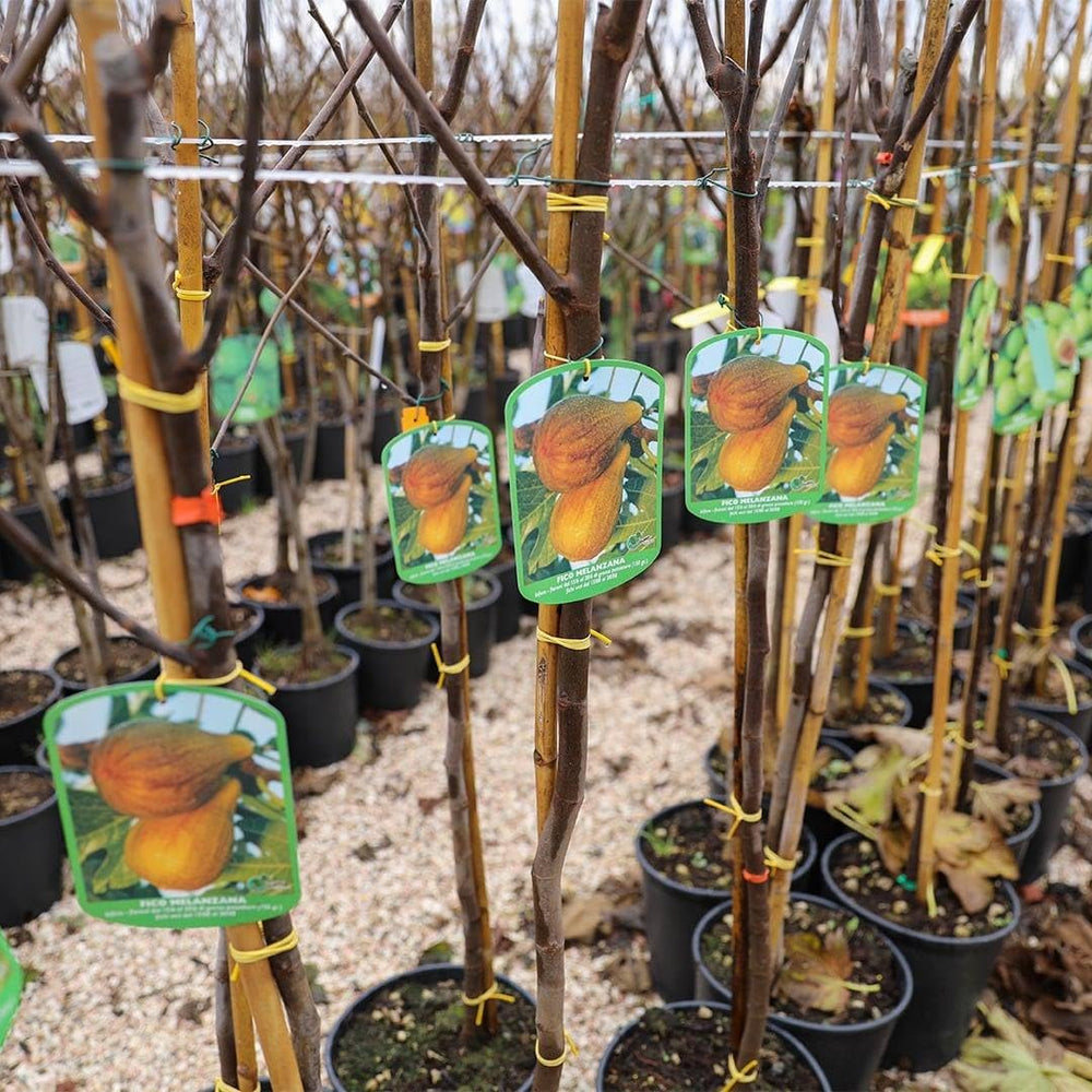 Feigenbaum Panascè – Obstpflanze Alte Sorte Topf Ø 26 Cm, Max. Wuchshöhe 180 Cm – Alter: 4 Jahre - Italienische Baumschule