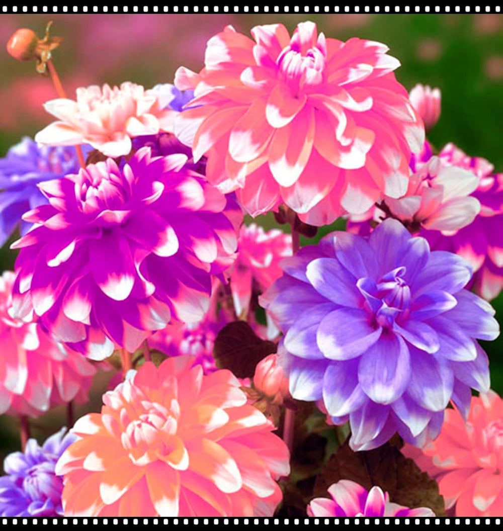 Mélange de bulbes de fleurs, ampoule magique mystère, plantation rustique, bulbe de fleurs vivaces résistant à l’hiver, bulbes rustiques - 3 bulbes d’orchidées