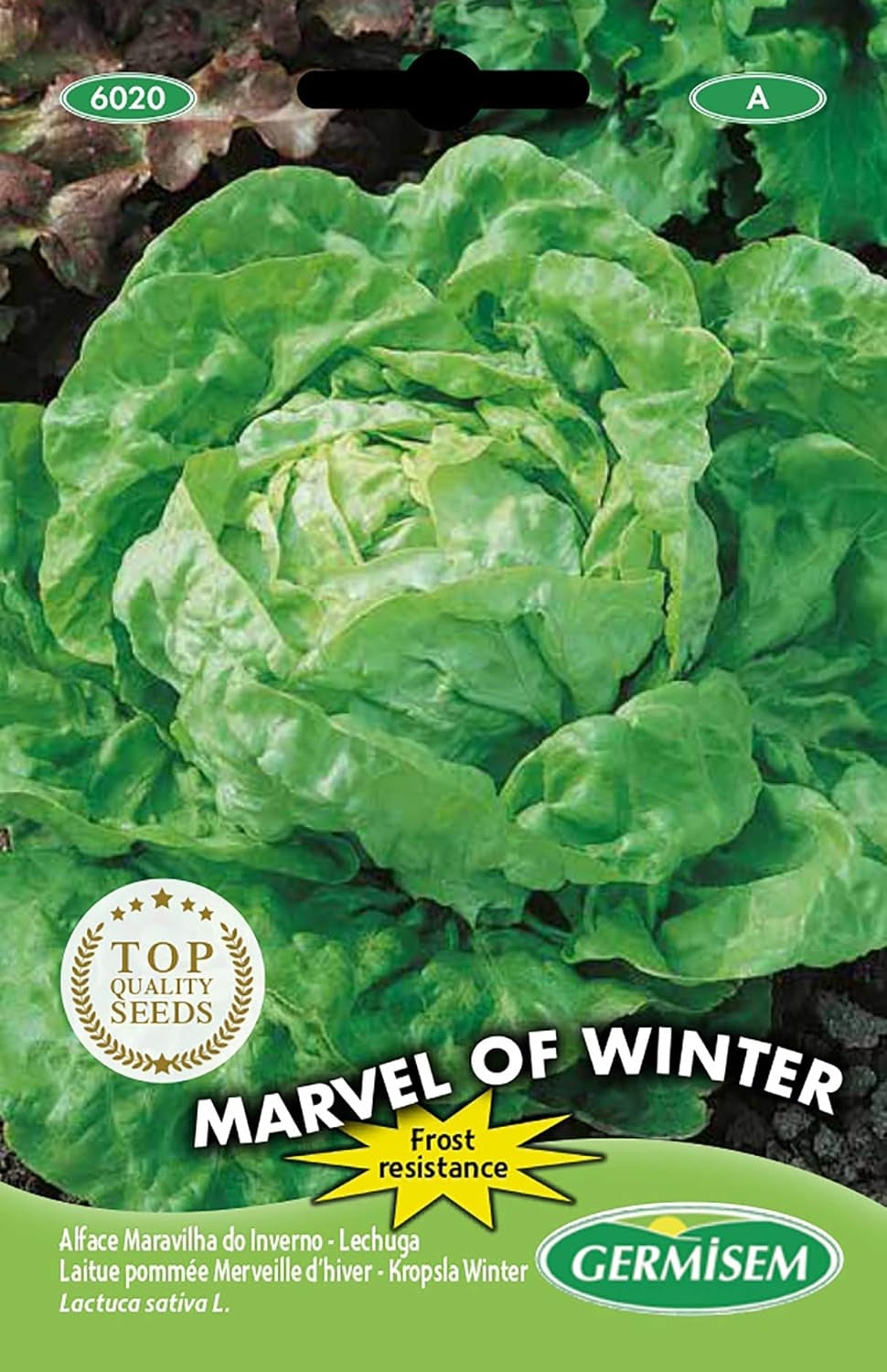 Kopfsalat MARVEL of WINTER, Mehrfarbig, EC6020