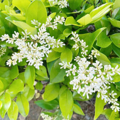 Immergrüner Liguster Immergrüner Heckenpflanzen Ligustrum Lucidum Büropflanzen Immergrüne Seltene Gartendeko Für Draußen Minigarten Hochbeet Zimmerbonsai Gartenblumen Sträucher 350Samen