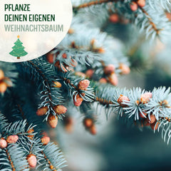 Weihnachtsbaum Anzucht Set I Tolle Geschenk-Idee, Wichtelgeschenke Weihnachten, Nikolausgeschenke Und Garten Geschenke I Weihnachtsbaum Aus Der Dose (Blaufichte 3)