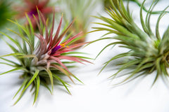Packung Luftpflanzen - Tillandsia Ionantha, T. Butzii, T. Juncea - Natürliche Blütenpflanzen - Außen Und Innen (3 Stück)