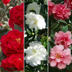 Ensemble de 3 Camellia Gardeners Dream (rouge, blanc et rose) – Arbustes à fleurs à feuilles persistantes – Plantes de jardin rustiques – Plantes de balcon rustiques – Plantes en pot rustiques