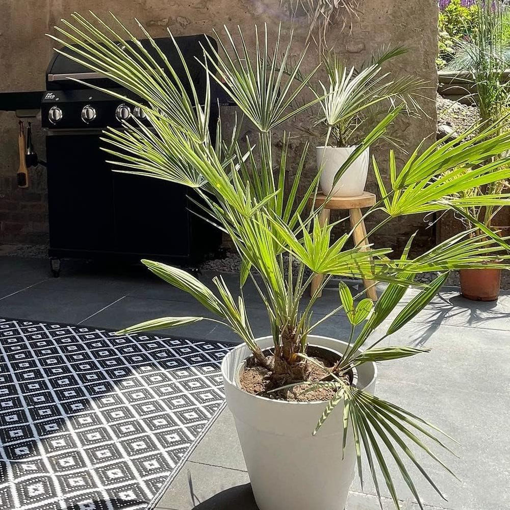 Bloomique - 2Er Set - Washingtonia Robusta - Mexikanische Fächerpalme - Palme - Winterharte Balkonpflanzen - Gartenpflanzen Winterhart - Höhe 80-100 Cm - Topf 21 Cm