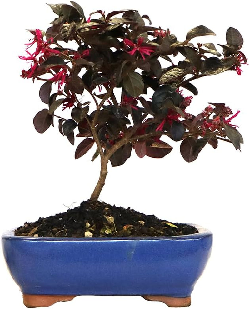 KENTIS - Bonsai Loropetalum - Echter Dekorativer Outdoor-Bonsai - Echte Pflanzen Für Die Balkonterrasse - H 35-40 Cm Topf Ø 21 Cm