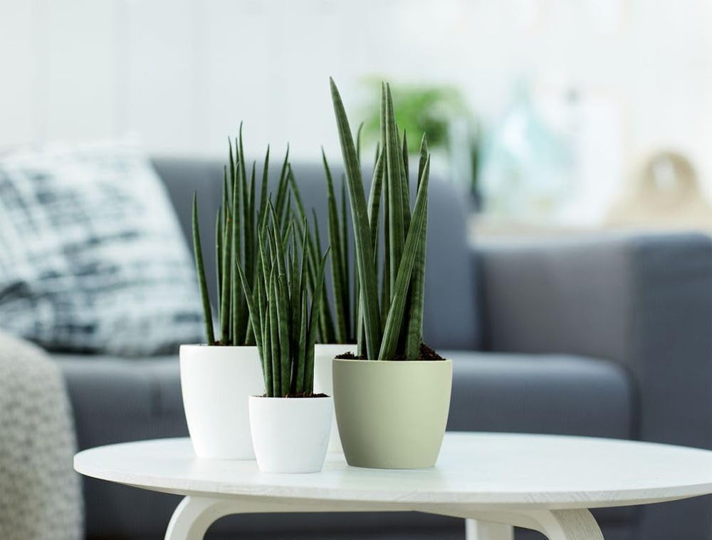 elho Brussels Round Mini 7 - Ghiveci de flori de interior - Ø 6,7 x H 6,0 cm - Verde/Verde Sorbet