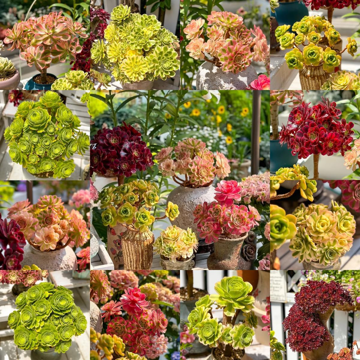 Bergrose Hochbeet Mini Geschenke Für Garten Geschenk Schattenpflanzen Bio Kletterpflanzen Winterhart Gartendeko Für Draußen Balkonpflanzen 100Samen