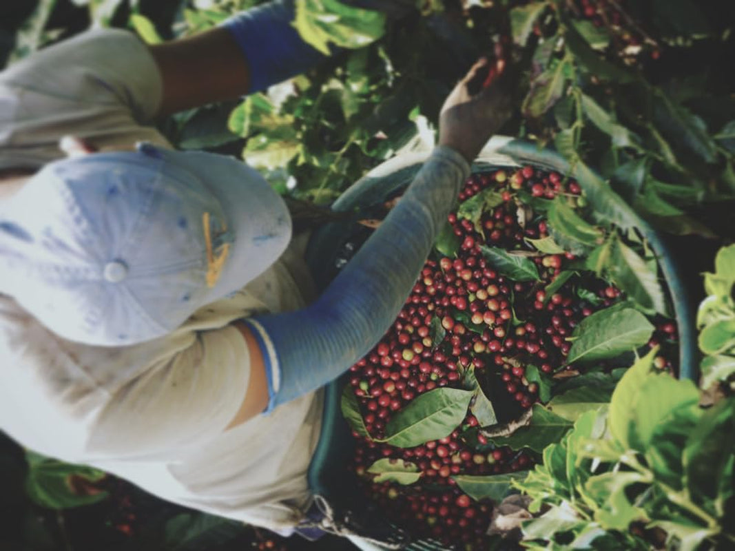 Coffret de dégustation expresso - 5 variétés de 100 g chacune - Bio et 100% Arabica - Origine et mélange uniques - Parfait pour les porte-filtres et les machines à expresso