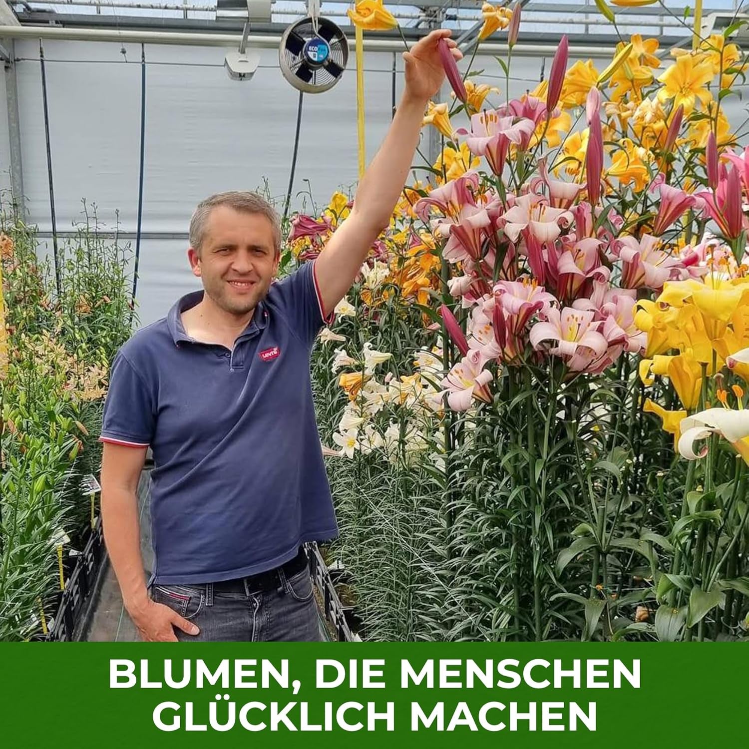 Bulbes de lys vivaces rustiques – Mélange de lotus oriental – 10 bulbes – Bulbes de fleurs hollandais exclusifs – Pour jardin et pots (grands bulbes sans graines, non artificiels)